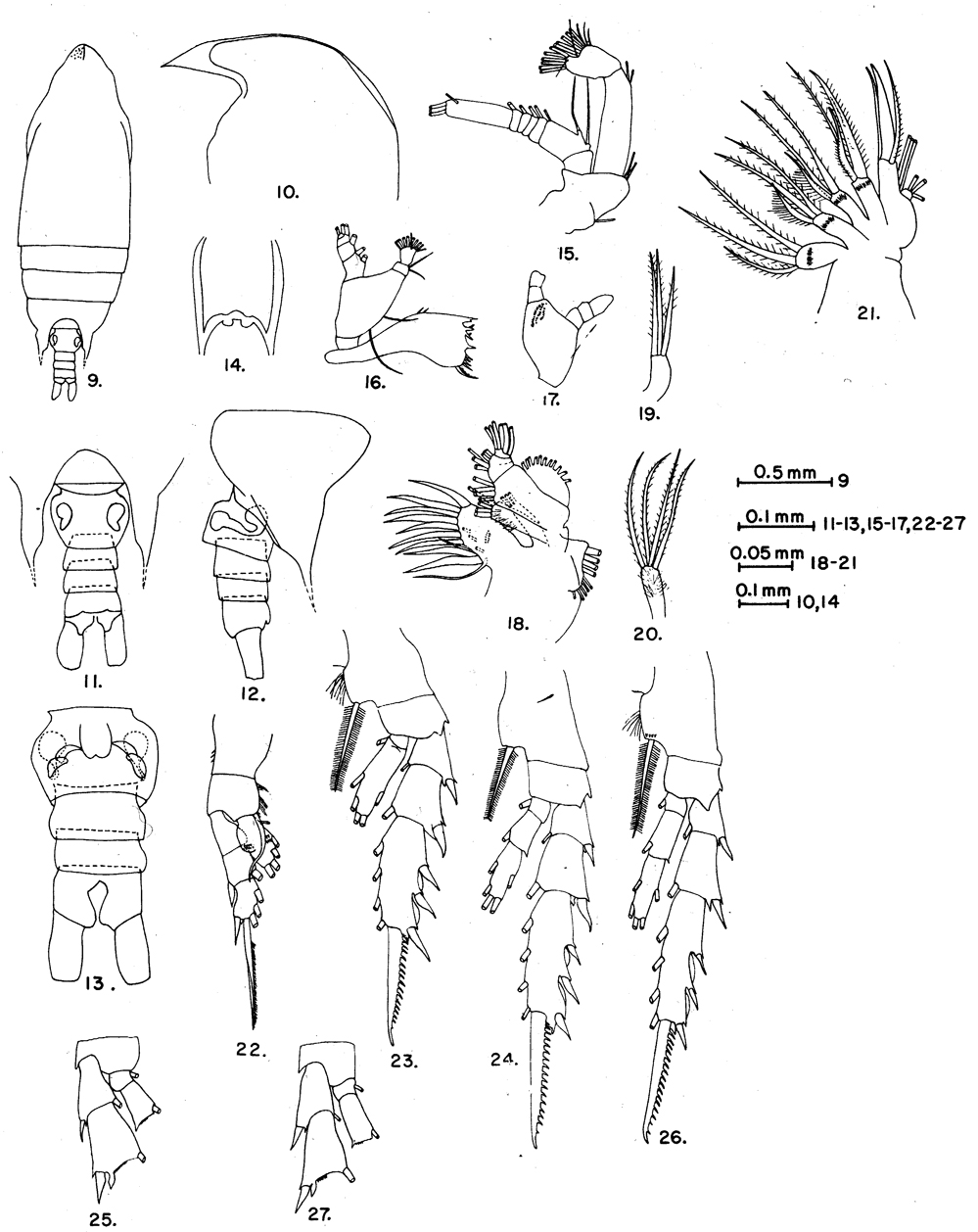 Species Aetideus giesbrechti - Plate 23 of morphological figures