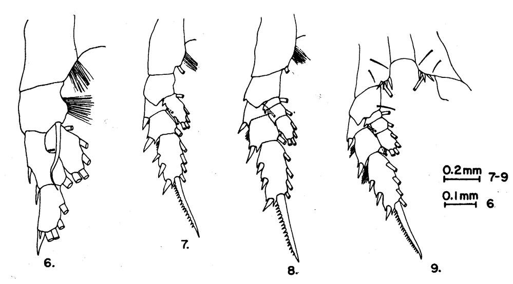 Espèce Euchirella bella - Planche 12 de figures morphologiques