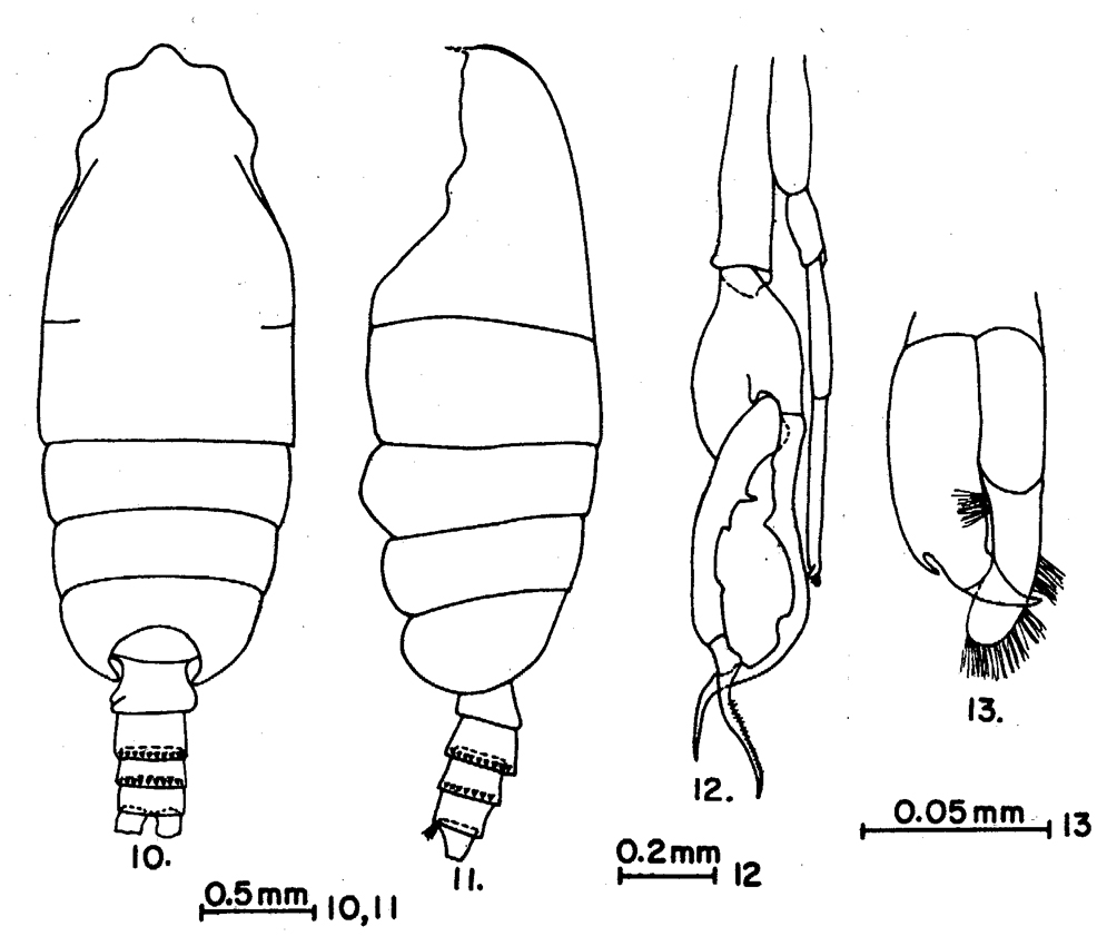 Espèce Euchirella bella - Planche 13 de figures morphologiques