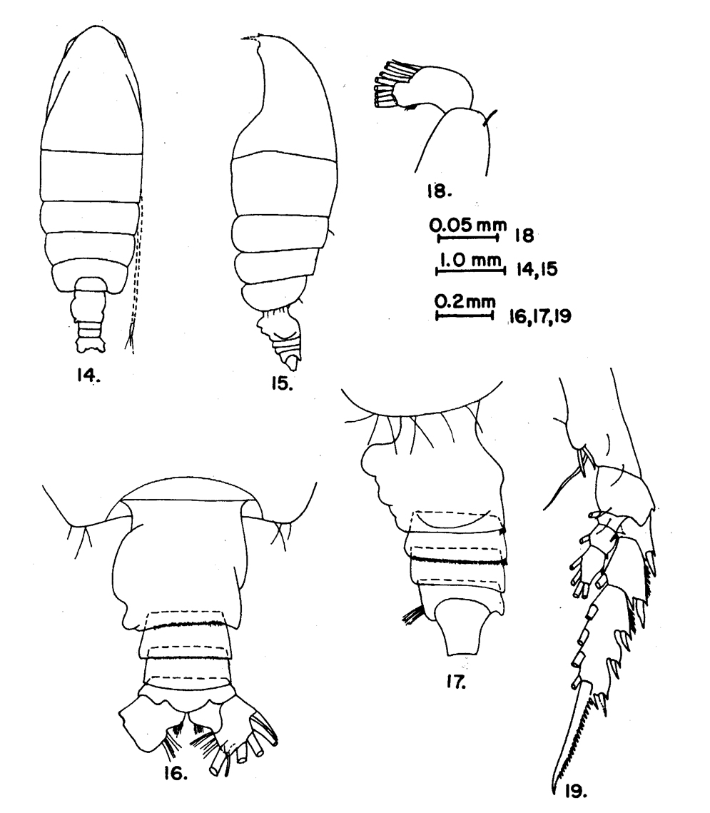 Species Euchirella venusta - Plate 14 of morphological figures