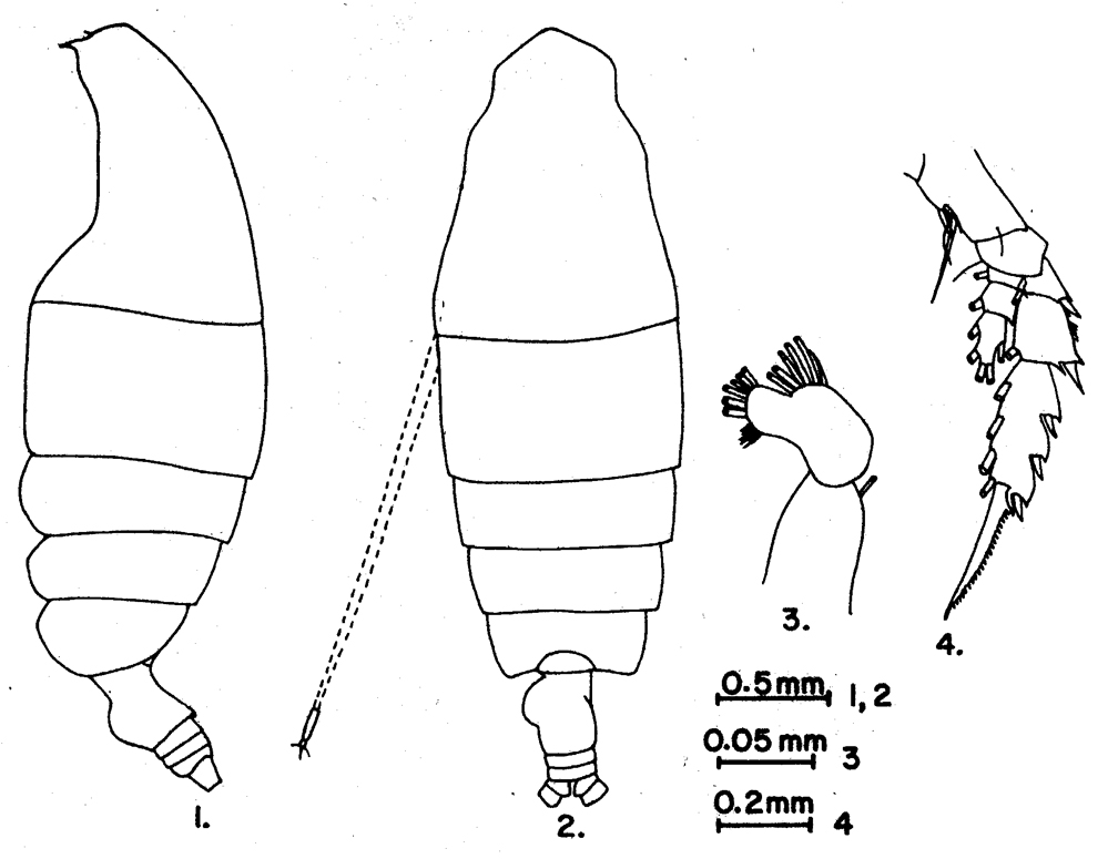 Espèce Euchirella pulchra - Planche 13 de figures morphologiques