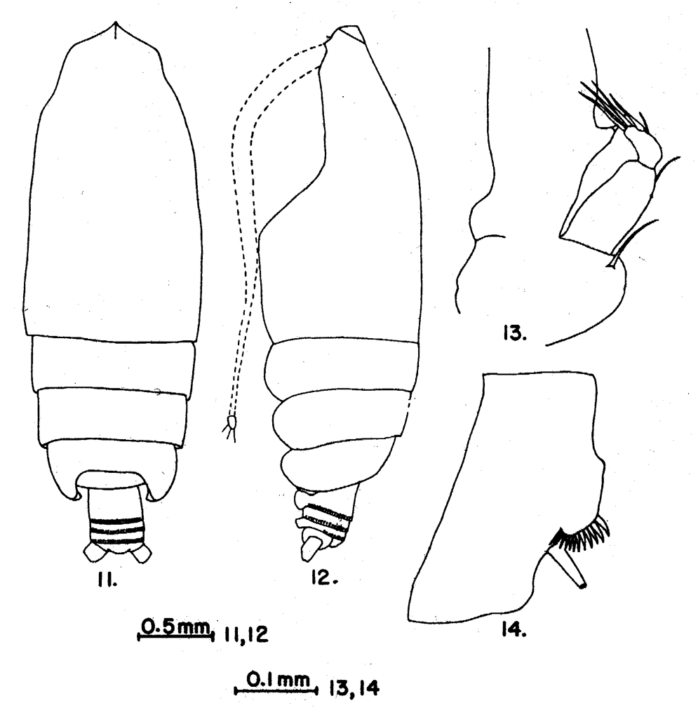 Species Euchirella curticauda - Plate 14 of morphological figures