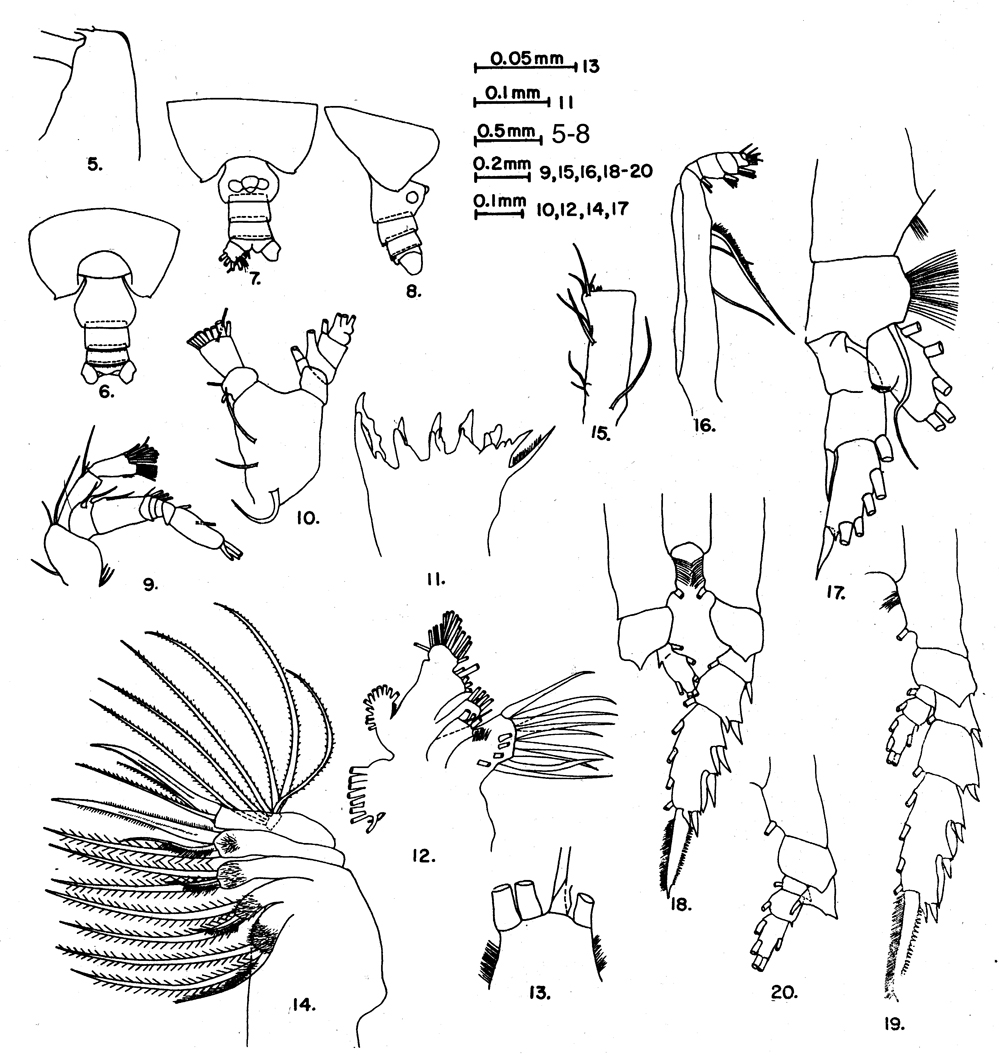 Espèce Chirundina indica - Planche 5 de figures morphologiques