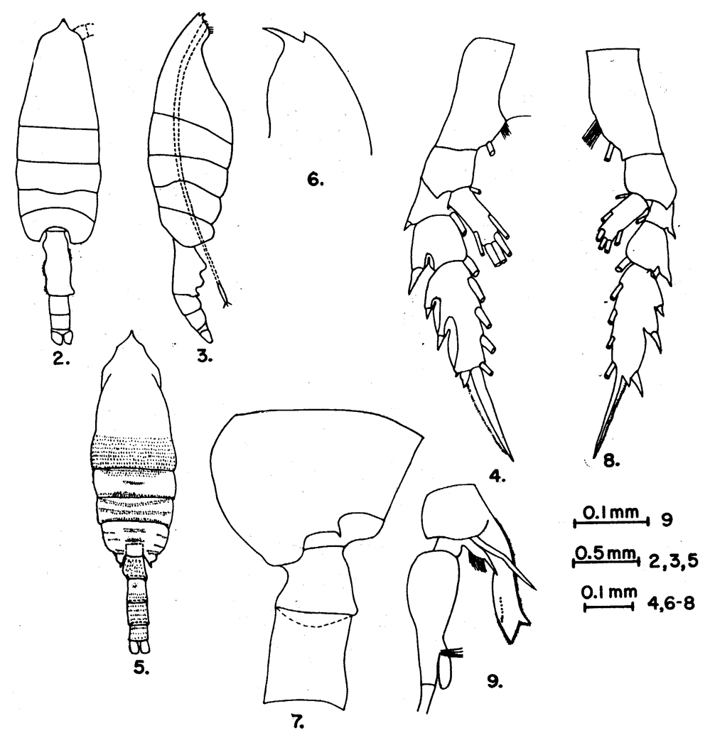 Species Euchaeta indica - Plate 8 of morphological figures