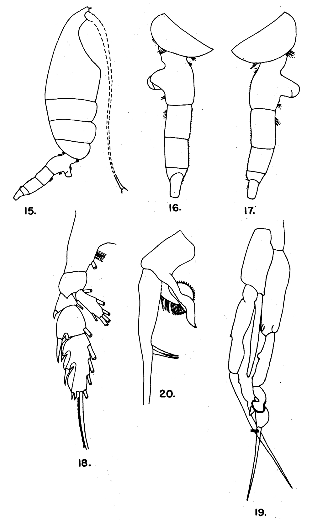 Espce Euchaeta tenuis - Planche 11 de figures morphologiques