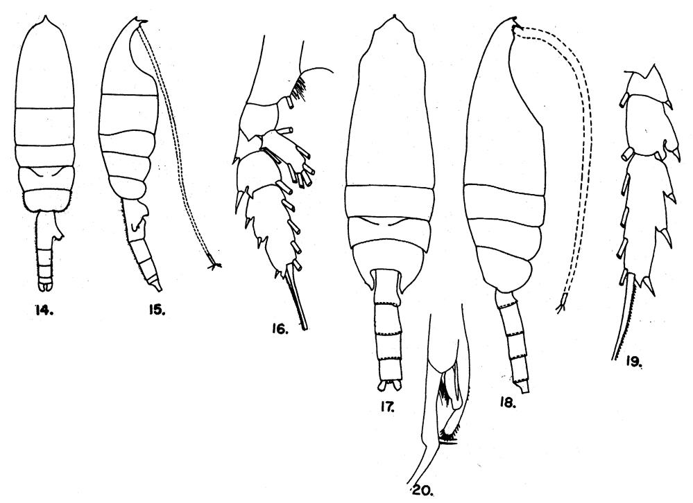 Species Euchaeta longicornis - Plate 6 of morphological figures