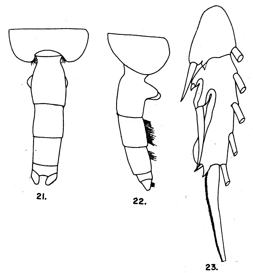Species Euchaeta spinosa - Plate 8 of morphological figures