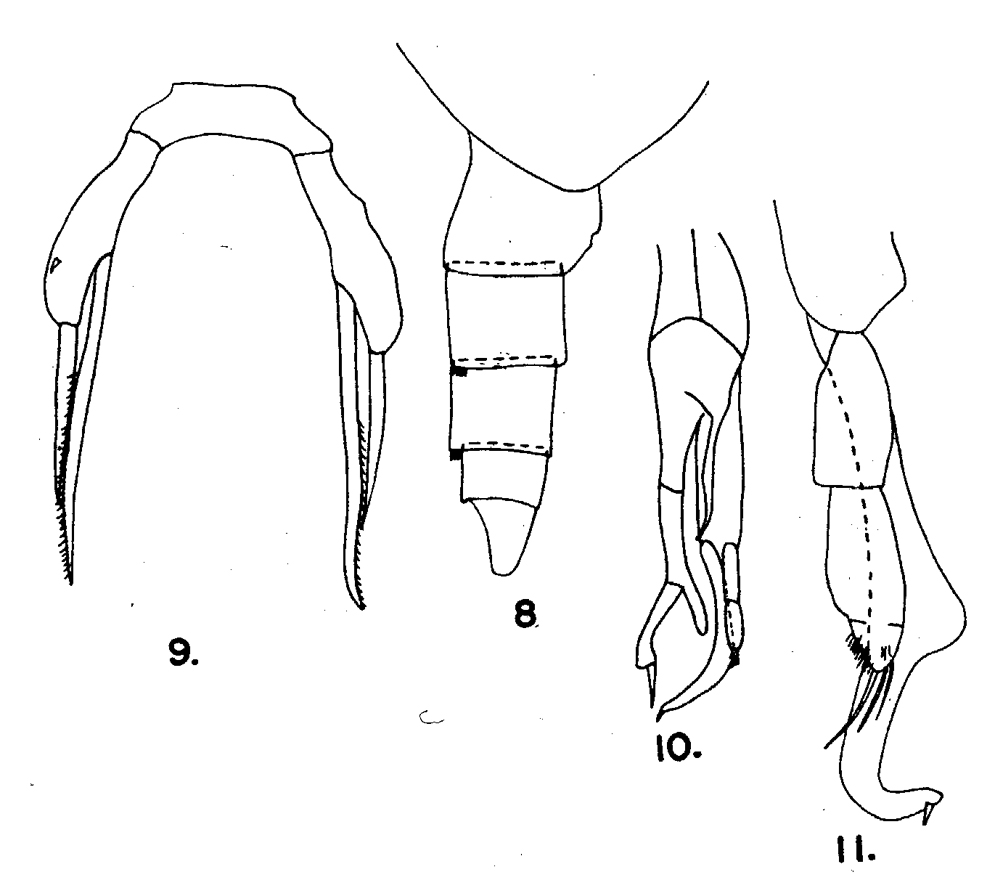 Espèce Scaphocalanus longifurca - Planche 11 de figures morphologiques