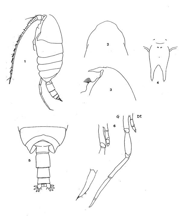 Espce Cornucalanus robustus - Planche 2 de figures morphologiques
