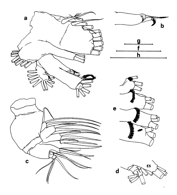 Espce Euchirella lisettae - Planche 3 de figures morphologiques