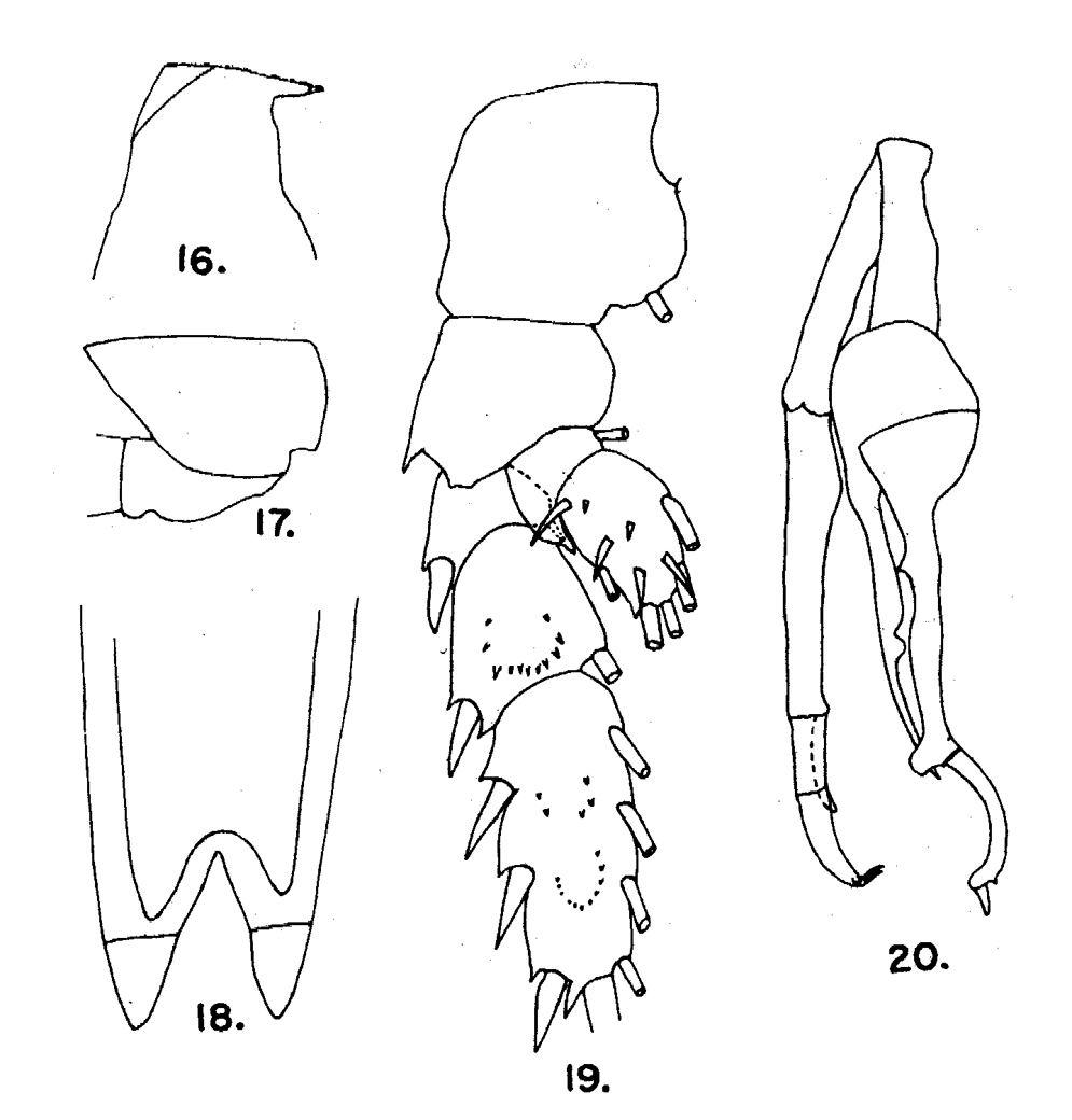 Espèce Scottocalanus farrani - Planche 4 de figures morphologiques
