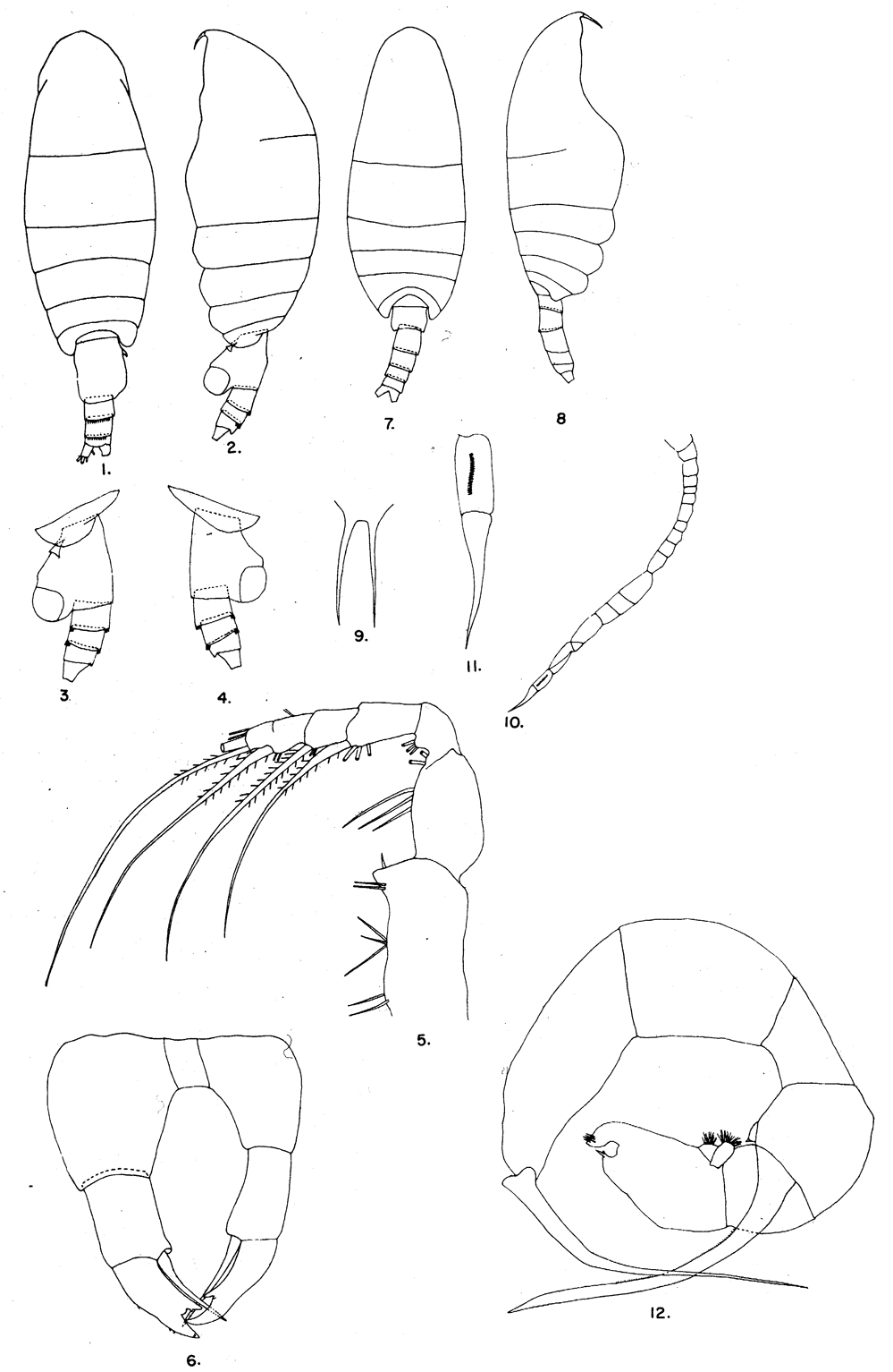 Espèce Temoropia mayumbaensis - Planche 5 de figures morphologiques
