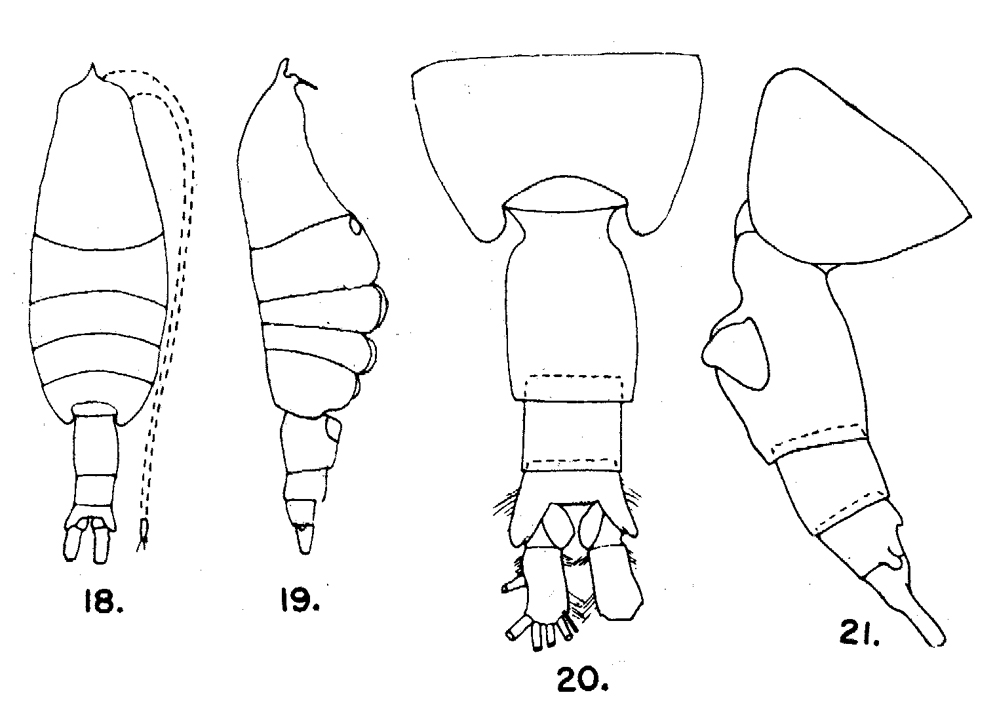 Species Pleuromamma xiphias - Plate 32 of morphological figures