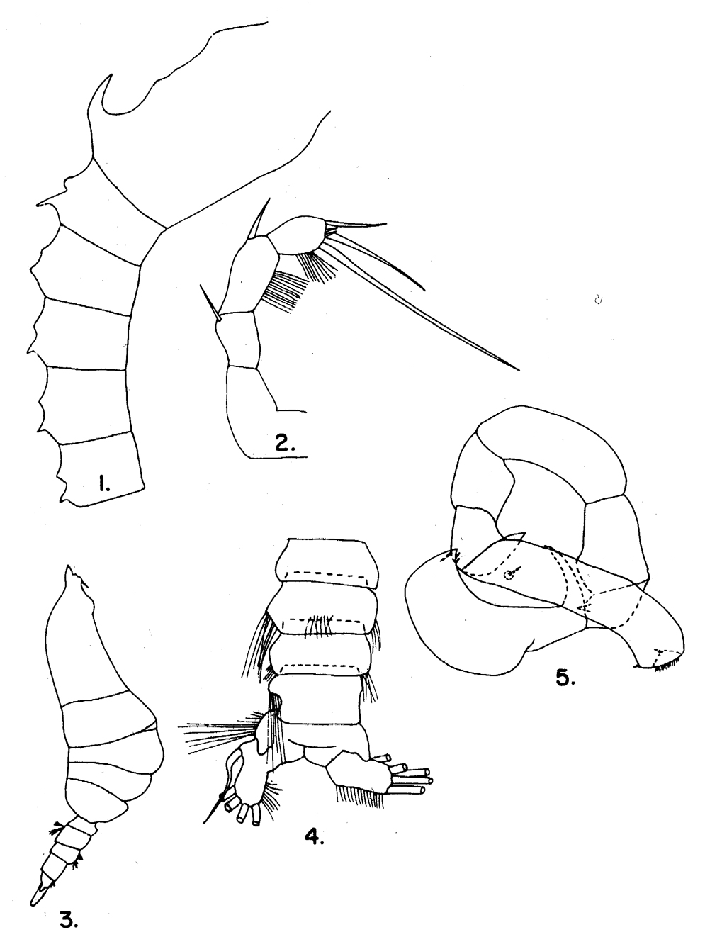 Species Pleuromamma xiphias - Plate 33 of morphological figures