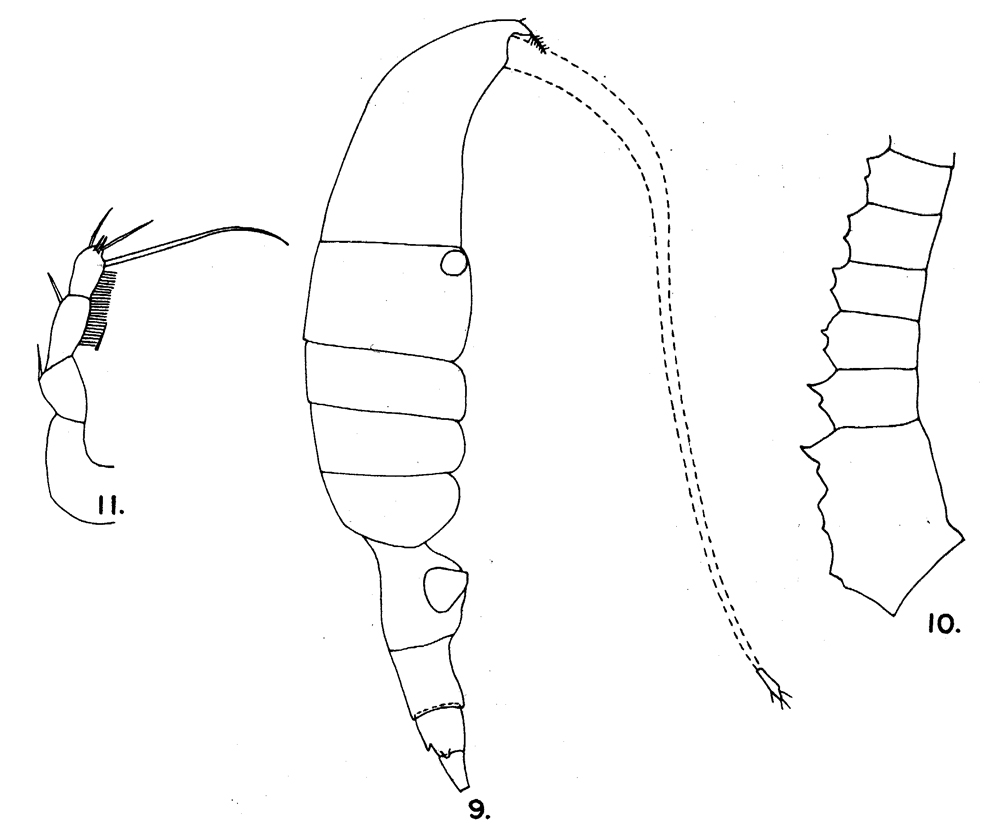 Species Pleuromamma abdominalis - Plate 16 of morphological figures