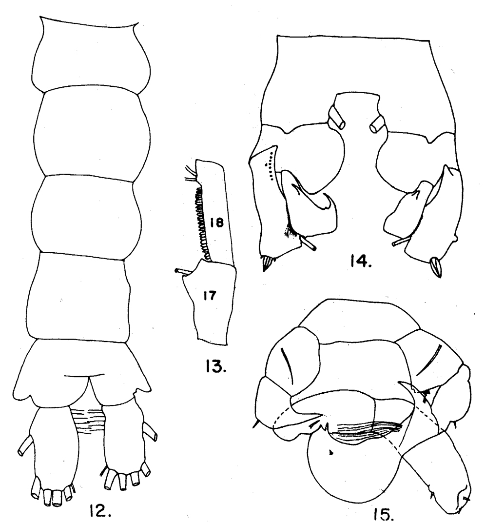 Espèce Pleuromamma abdominalis - Planche 17 de figures morphologiques