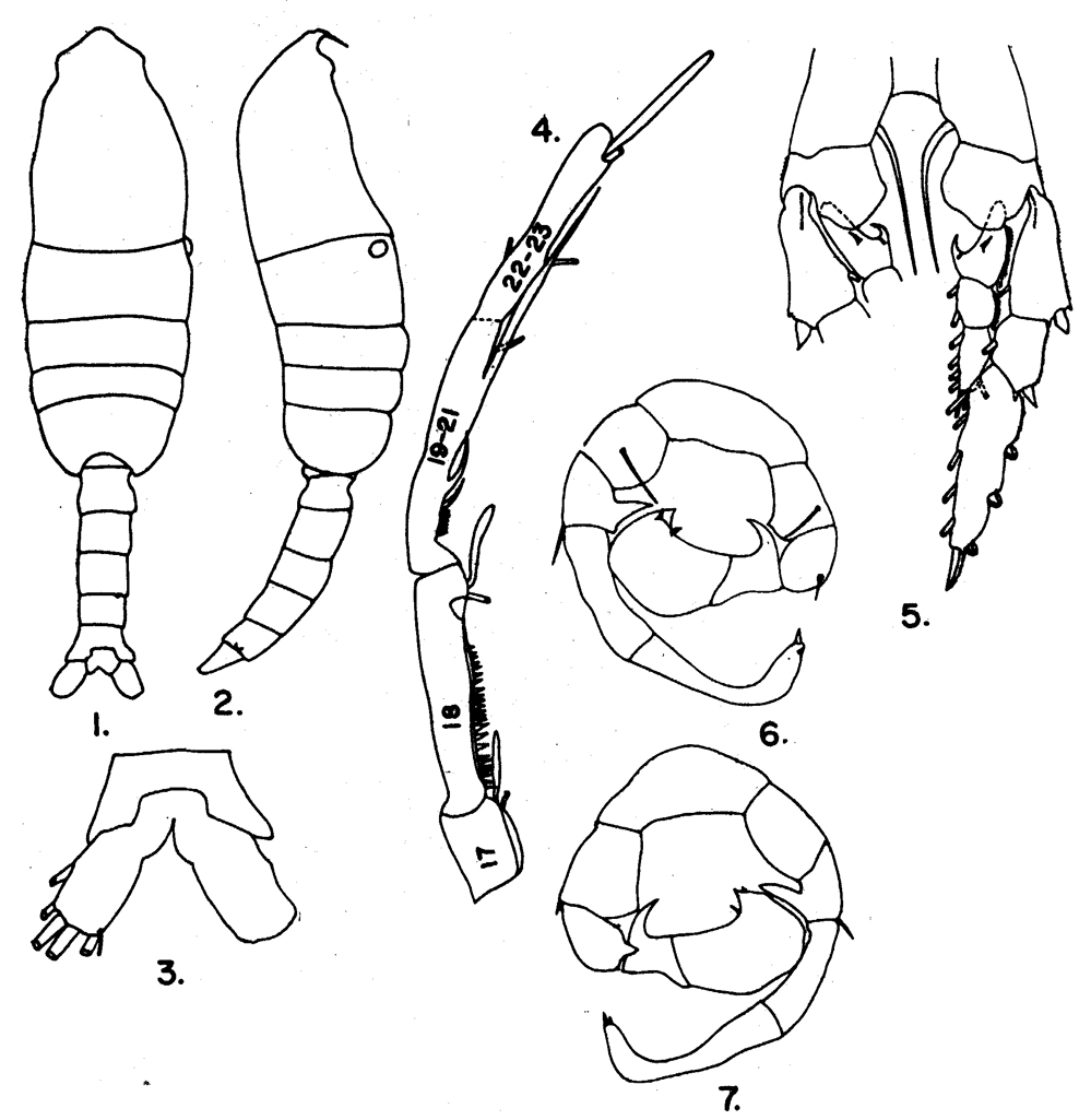 Espce Pleuromamma indica - Planche 4 de figures morphologiques