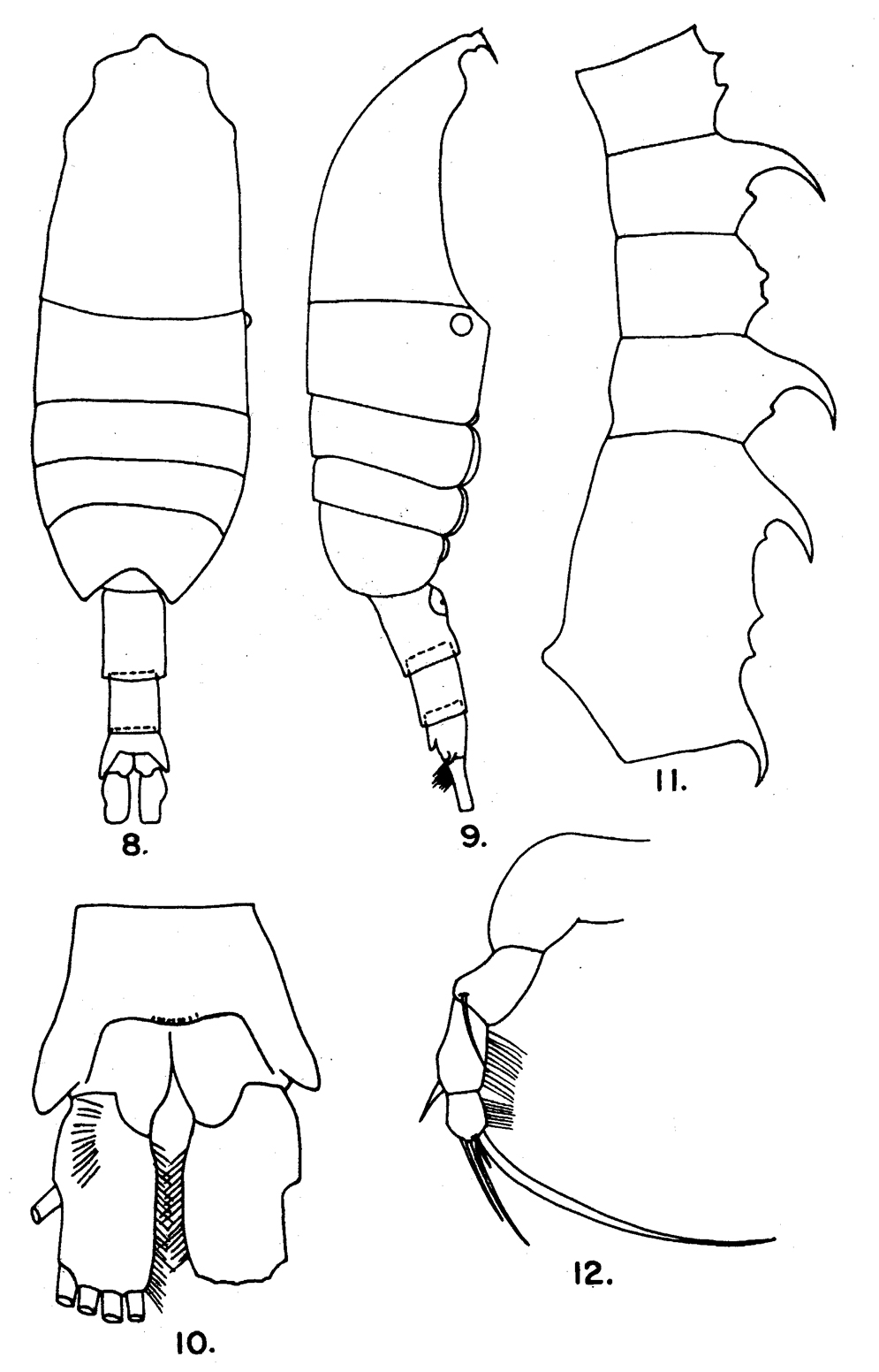 Species Pleuromamma quadrungulata - Plate 7 of morphological figures
