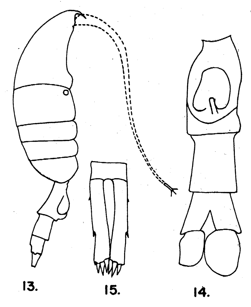 Espce Pleuromamma gracilis - Planche 16 de figures morphologiques