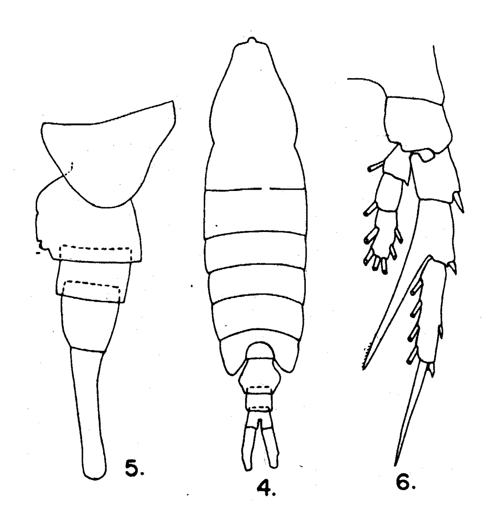 Espèce Centropages elongatus - Planche 4 de figures morphologiques