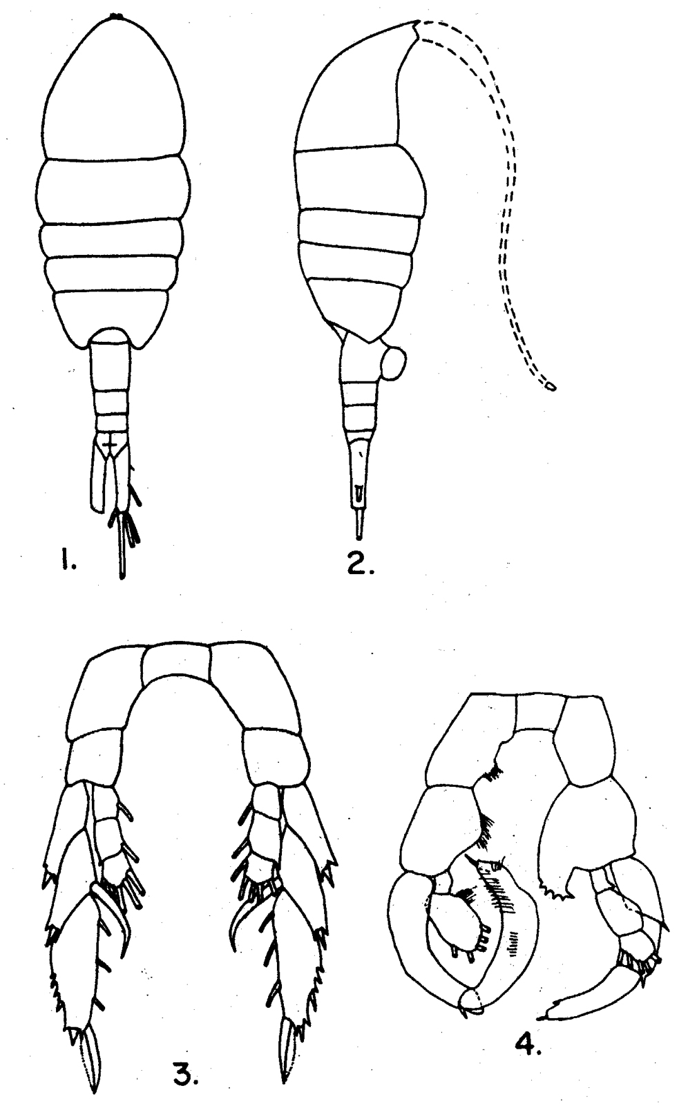 Espce Lucicutia flavicornis - Planche 18 de figures morphologiques