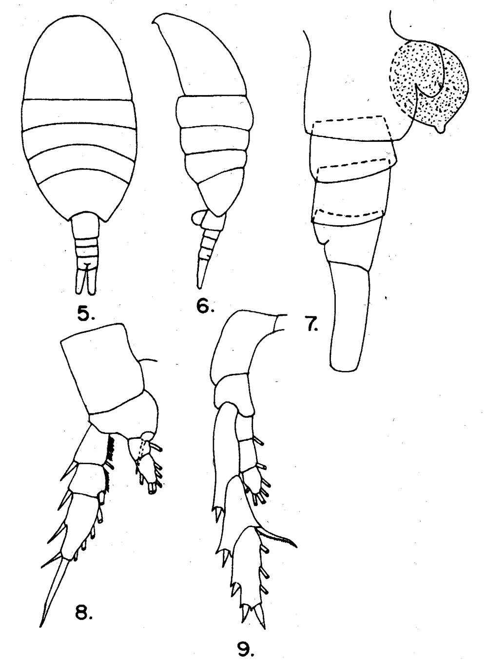 Species Lucicutia gaussae - Plate 10 of morphological figures