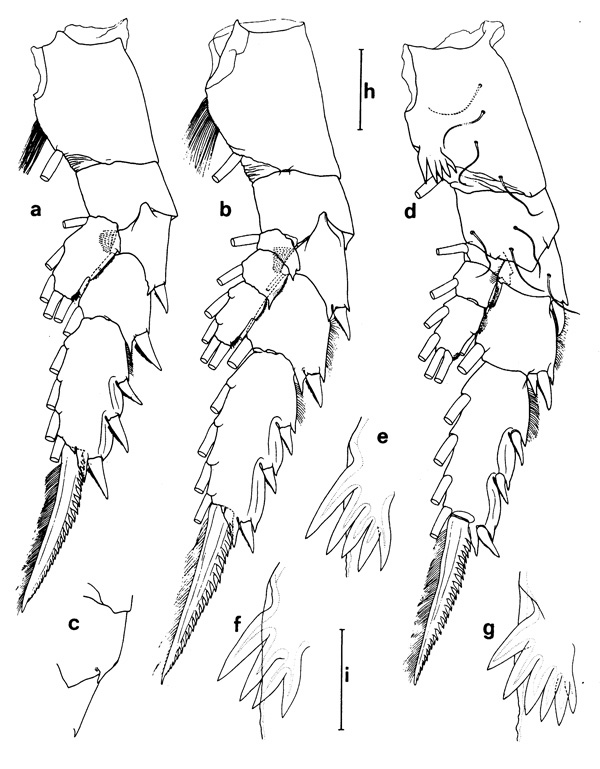 Species Euchirella lisettae - Plate 5 of morphological figures