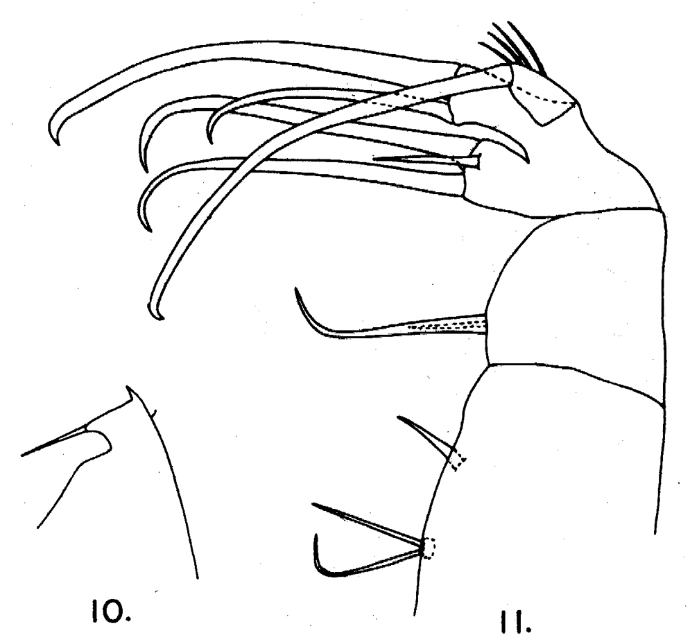 Espèce Heterorhabdus spinifrons - Planche 25 de figures morphologiques
