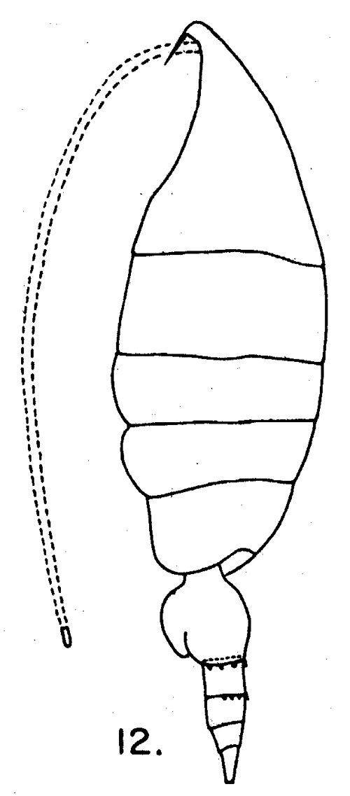 Species Heterorhabdus papilliger - Plate 16 of morphological figures