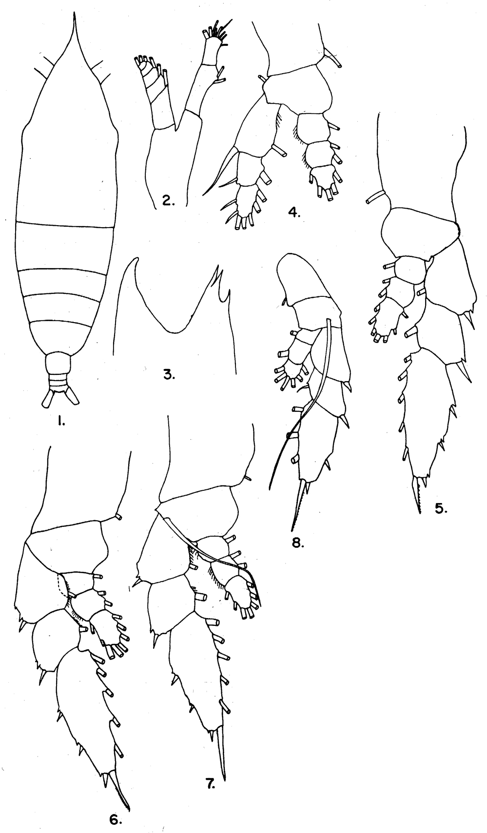 Espce Haloptilus acutifrons - Planche 9 de figures morphologiques