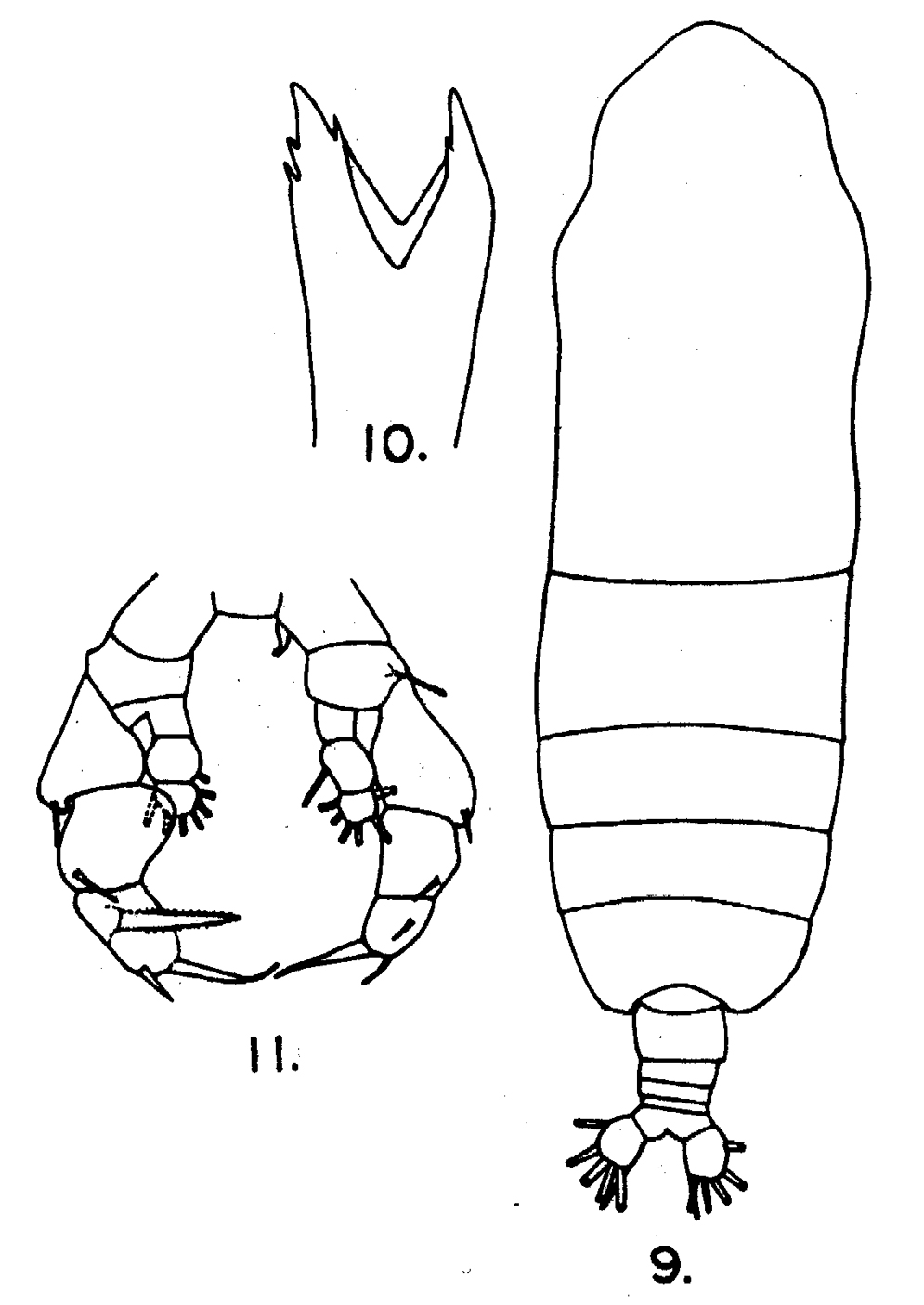 Species Haloptilus fertilis - Plate 7 of morphological figures