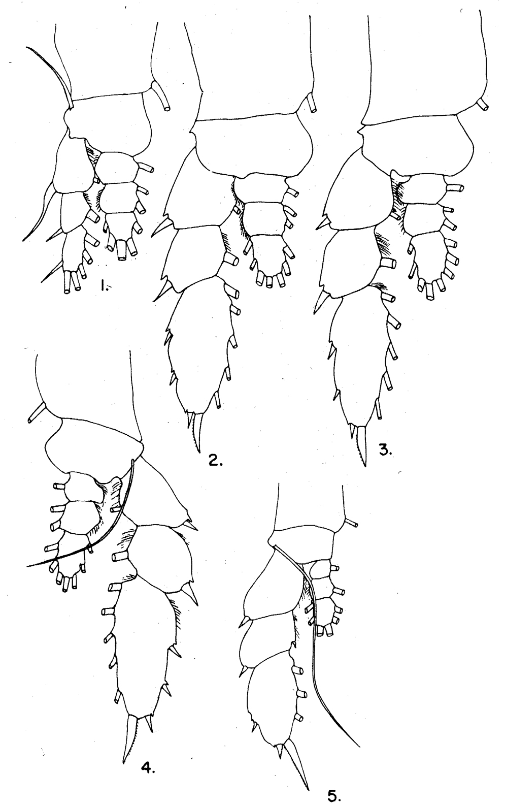 Espce Haloptilus spiniceps - Planche 10 de figures morphologiques