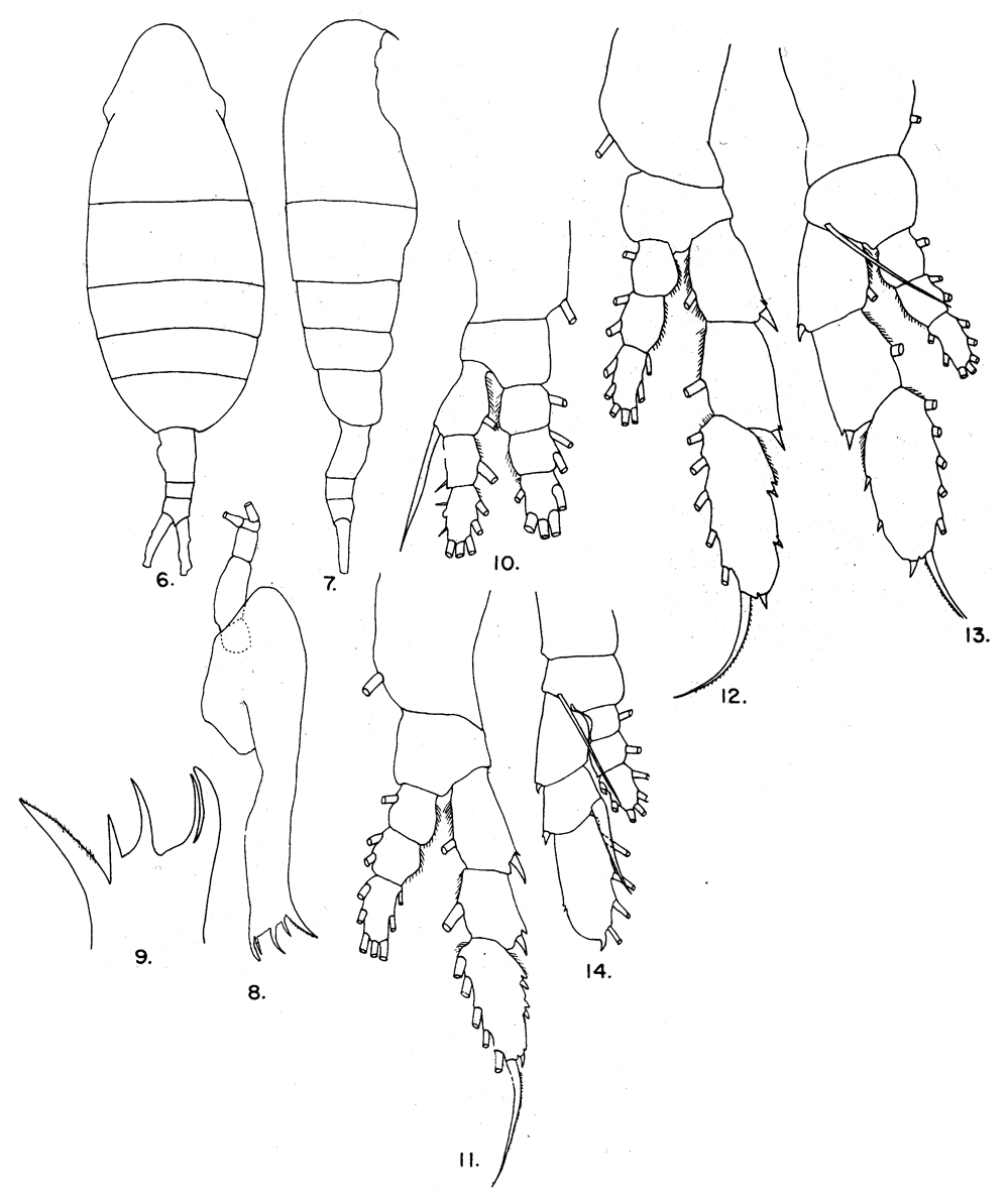 Species Augaptilus longicaudatus - Plate 16 of morphological figures