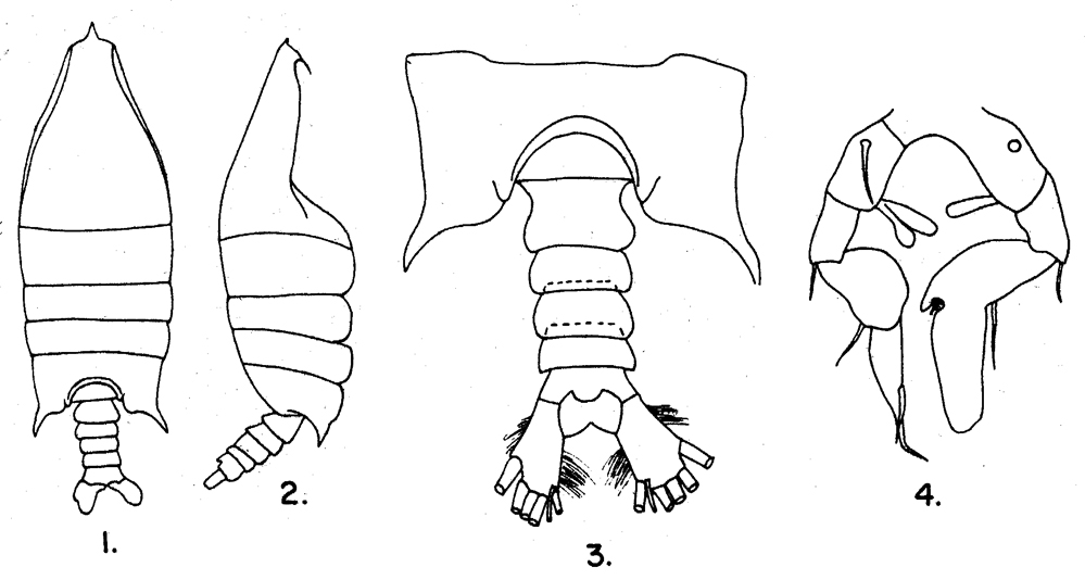 Species Arietellus setosus - Plate 17 of morphological figures
