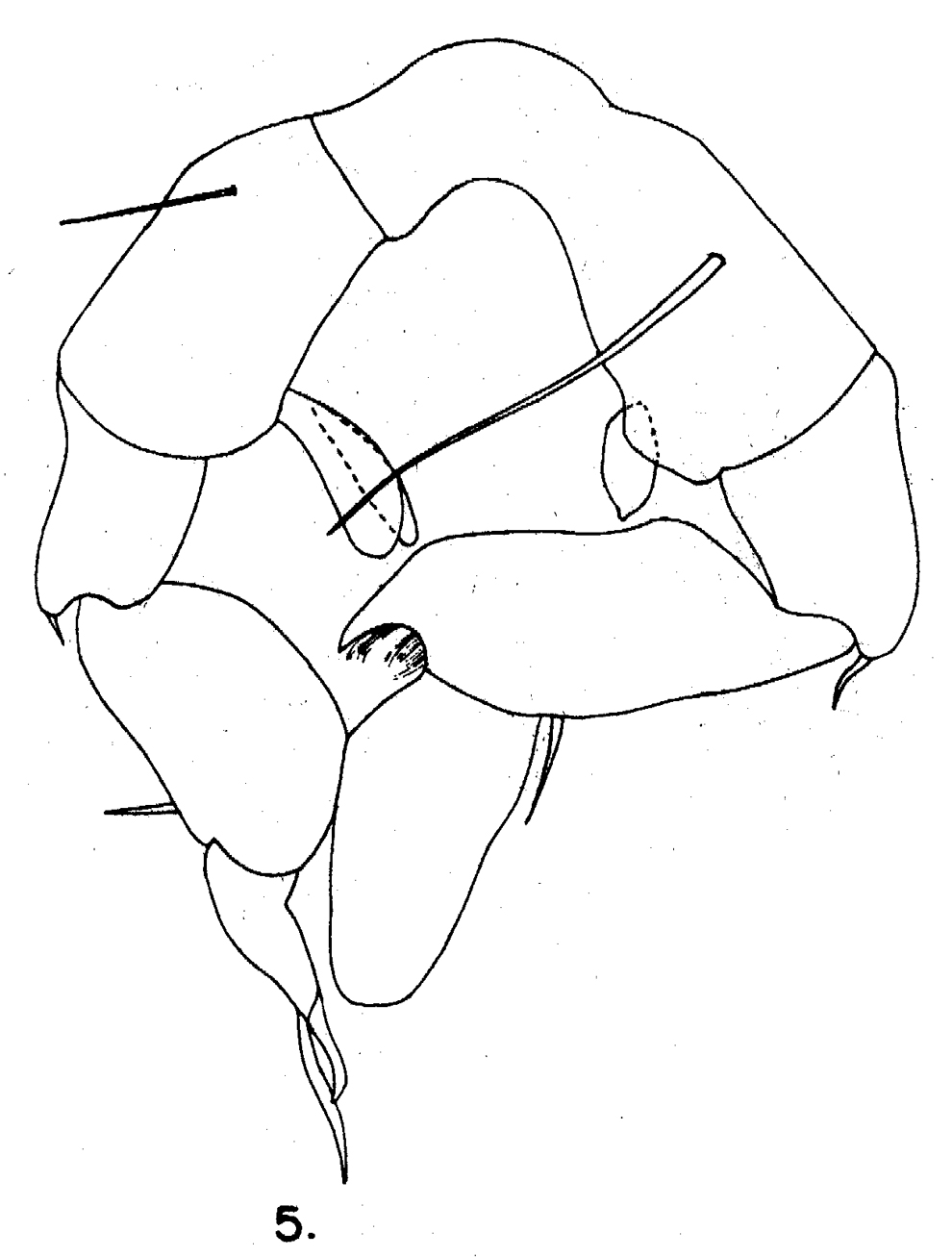 Species Arietellus giesbrechti - Plate 3 of morphological figures