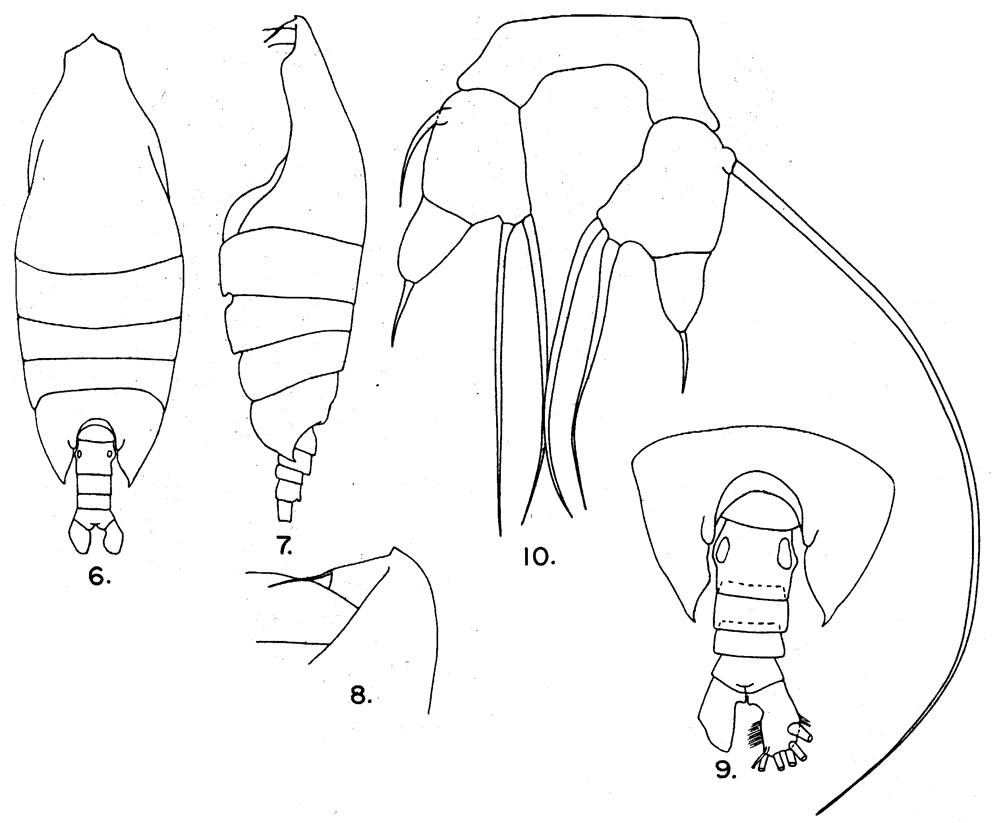 Species Arietellus plumifer - Plate 9 of morphological figures