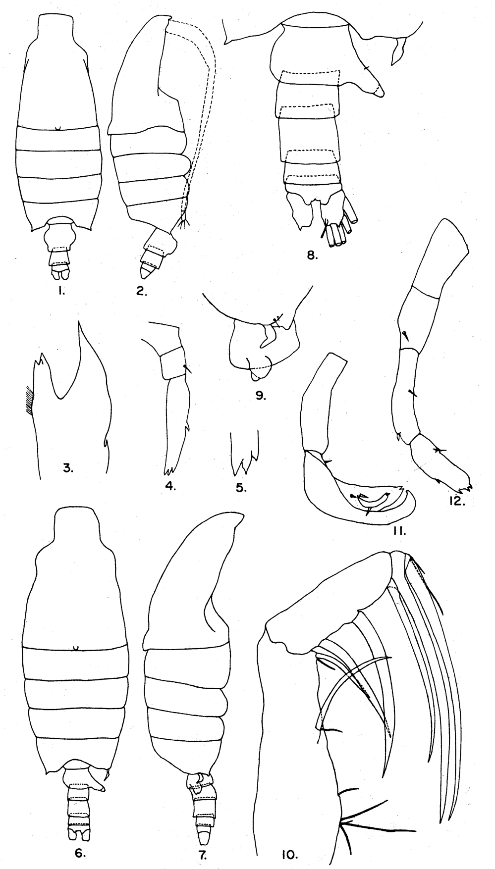 Espèce Candacia longimana - Planche 8 de figures morphologiques