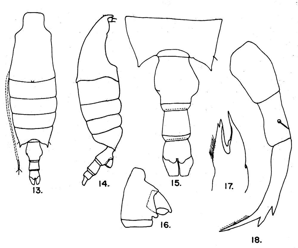 Species Candacia tenuimana - Plate 7 of morphological figures