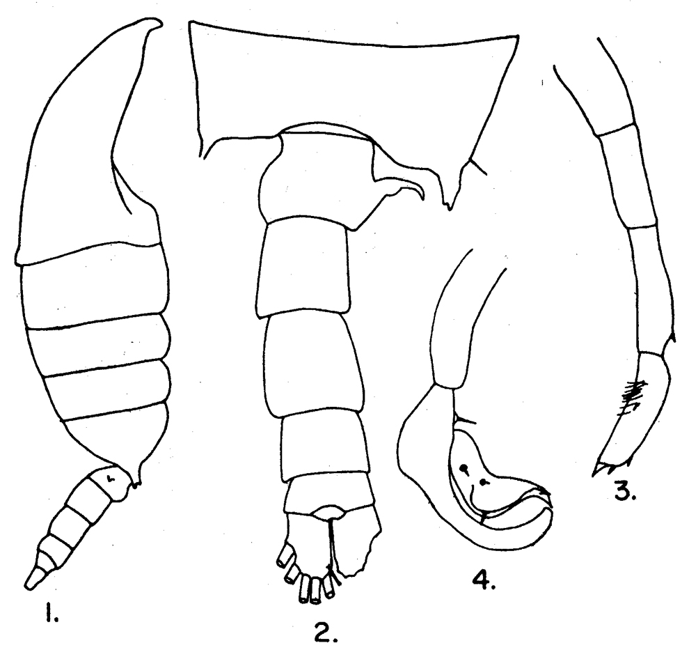 Species Candacia tenuimana - Plate 8 of morphological figures