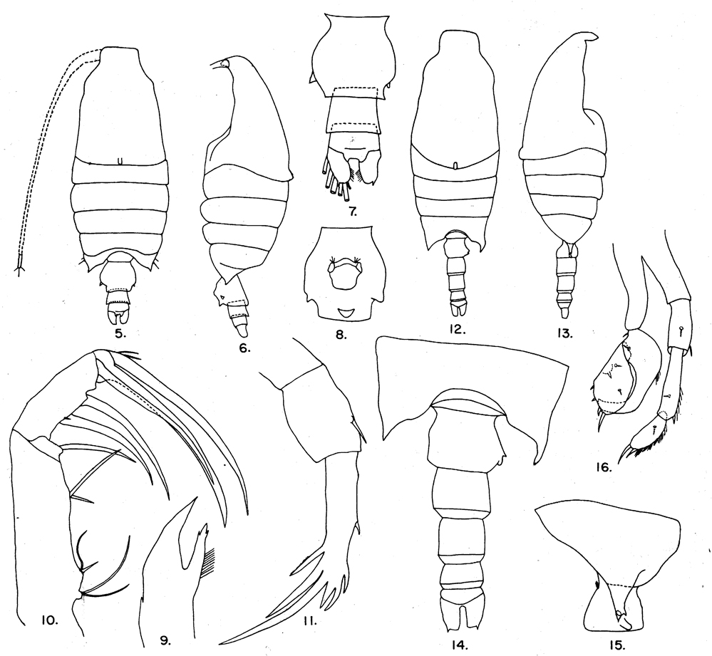 Espce Candacia ethiopica - Planche 12 de figures morphologiques