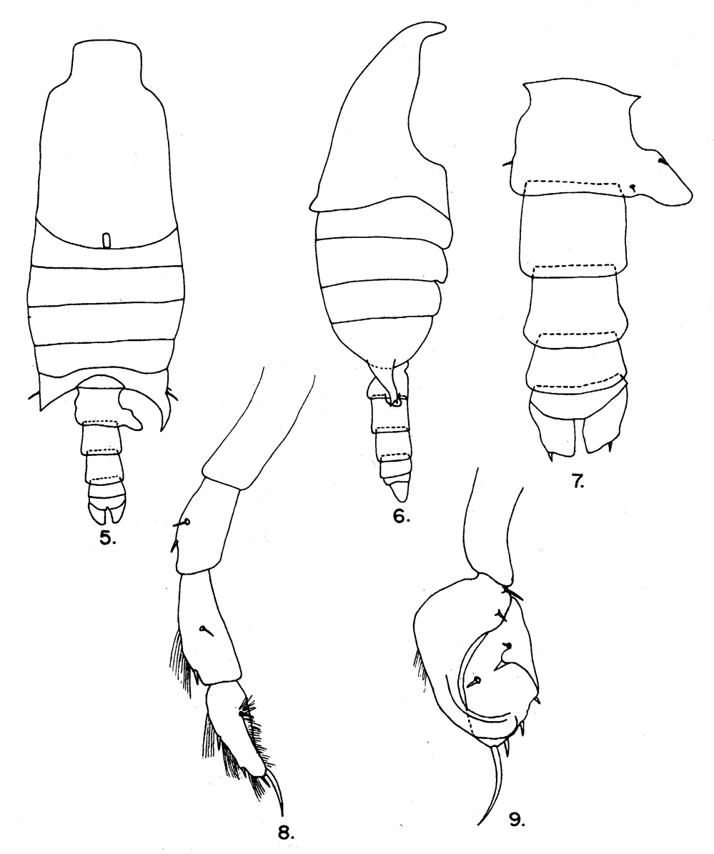 Espèce Candacia pachydactyla - Planche 11 de figures morphologiques