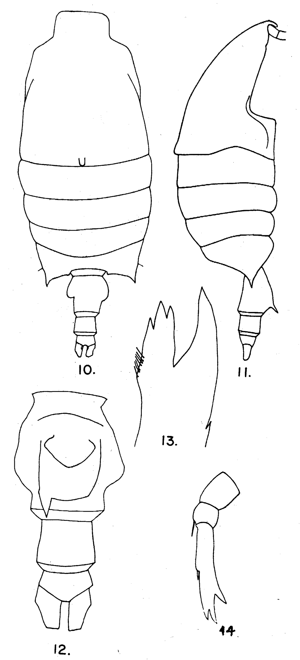 Espce Candacia curta - Planche 9 de figures morphologiques