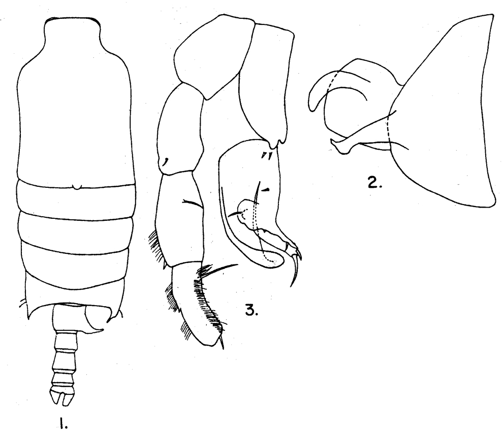 Espce Candacia curta - Planche 10 de figures morphologiques
