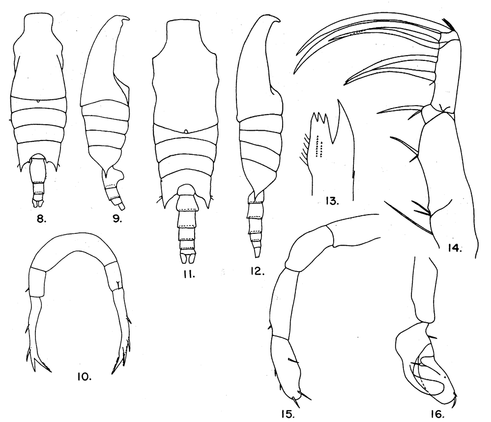 Espèce Candacia varicans - Planche 1 de figures morphologiques