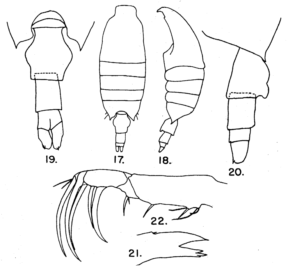 Species Candacia catula - Plate 5 of morphological figures