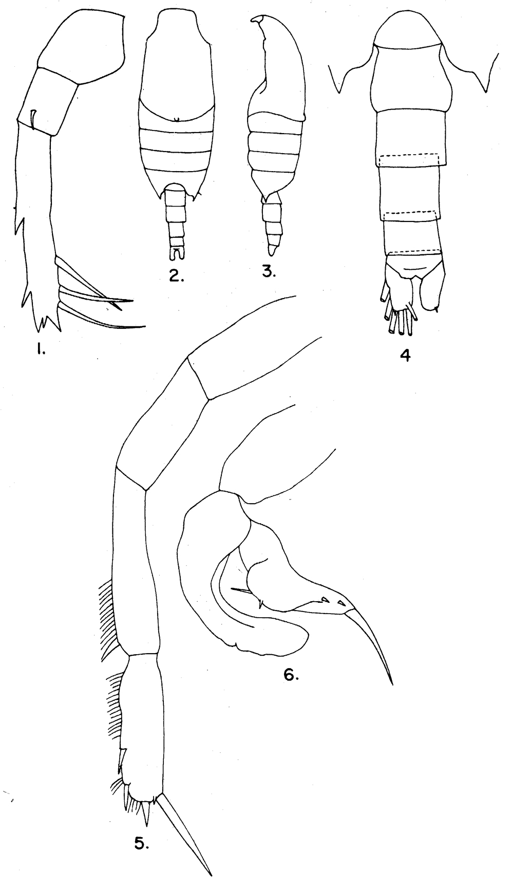 Espce Candacia catula - Planche 6 de figures morphologiques