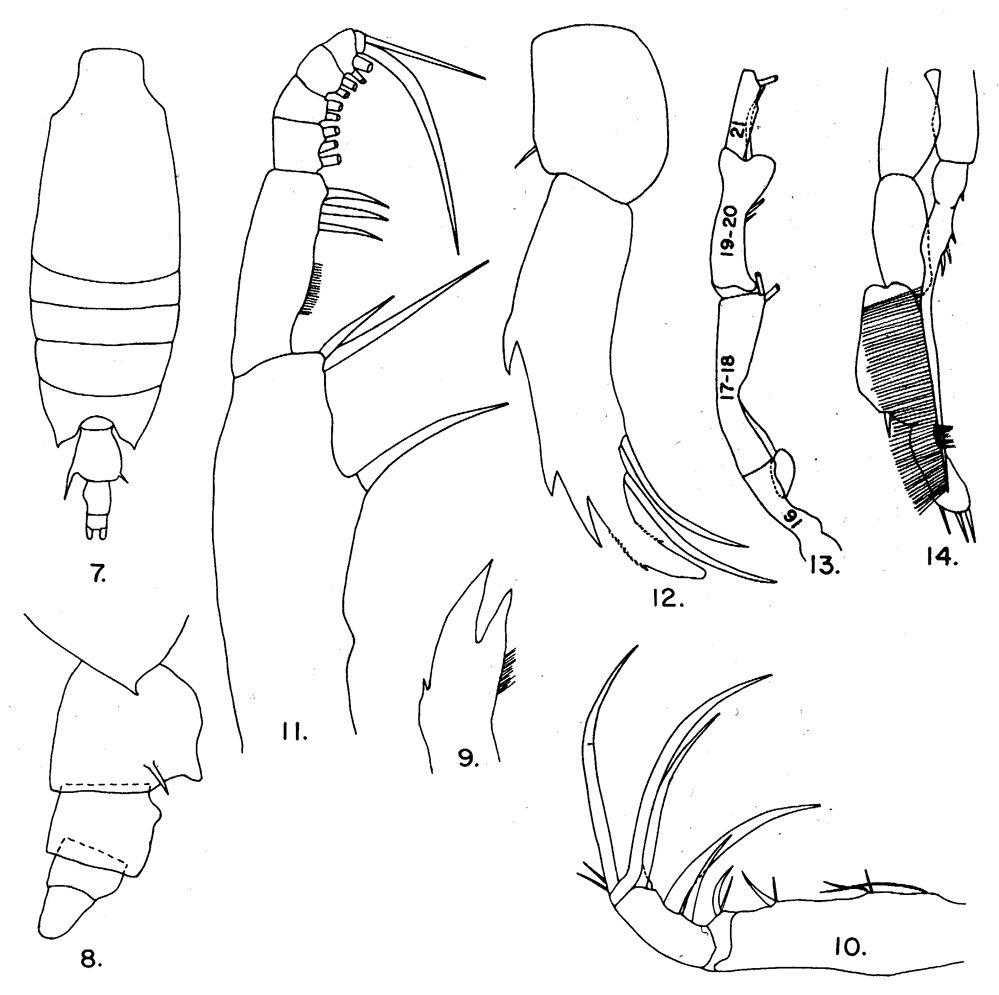 Espèce Candacia bispinosa - Planche 5 de figures morphologiques