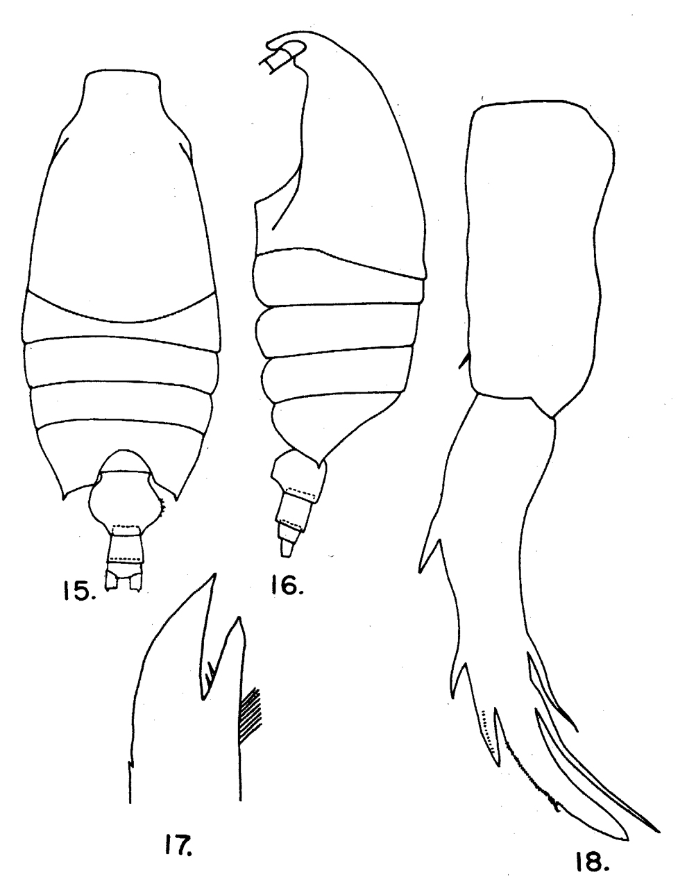 Espèce Candacia simplex - Planche 7 de figures morphologiques