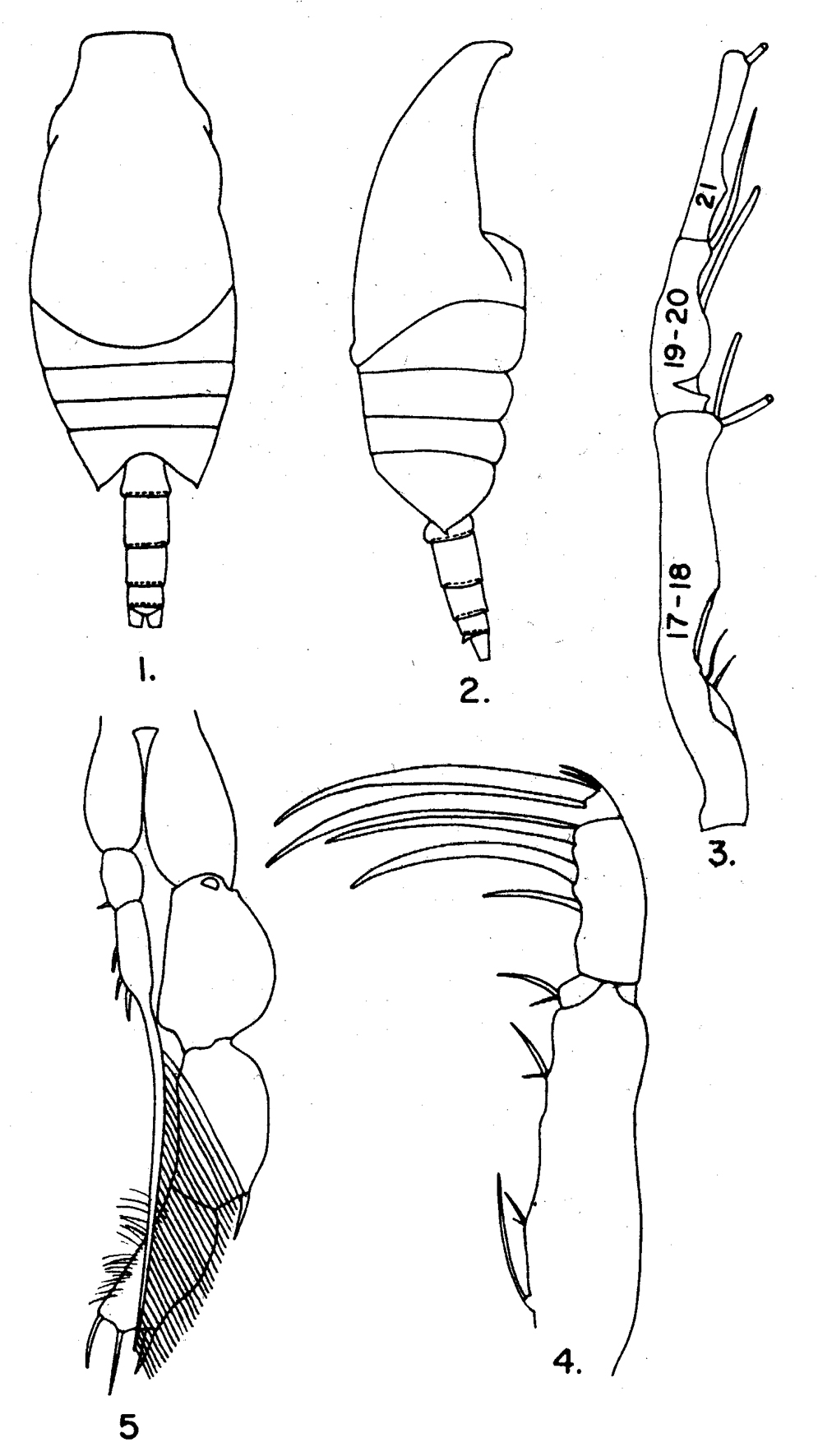 Espèce Candacia simplex - Planche 6 de figures morphologiques