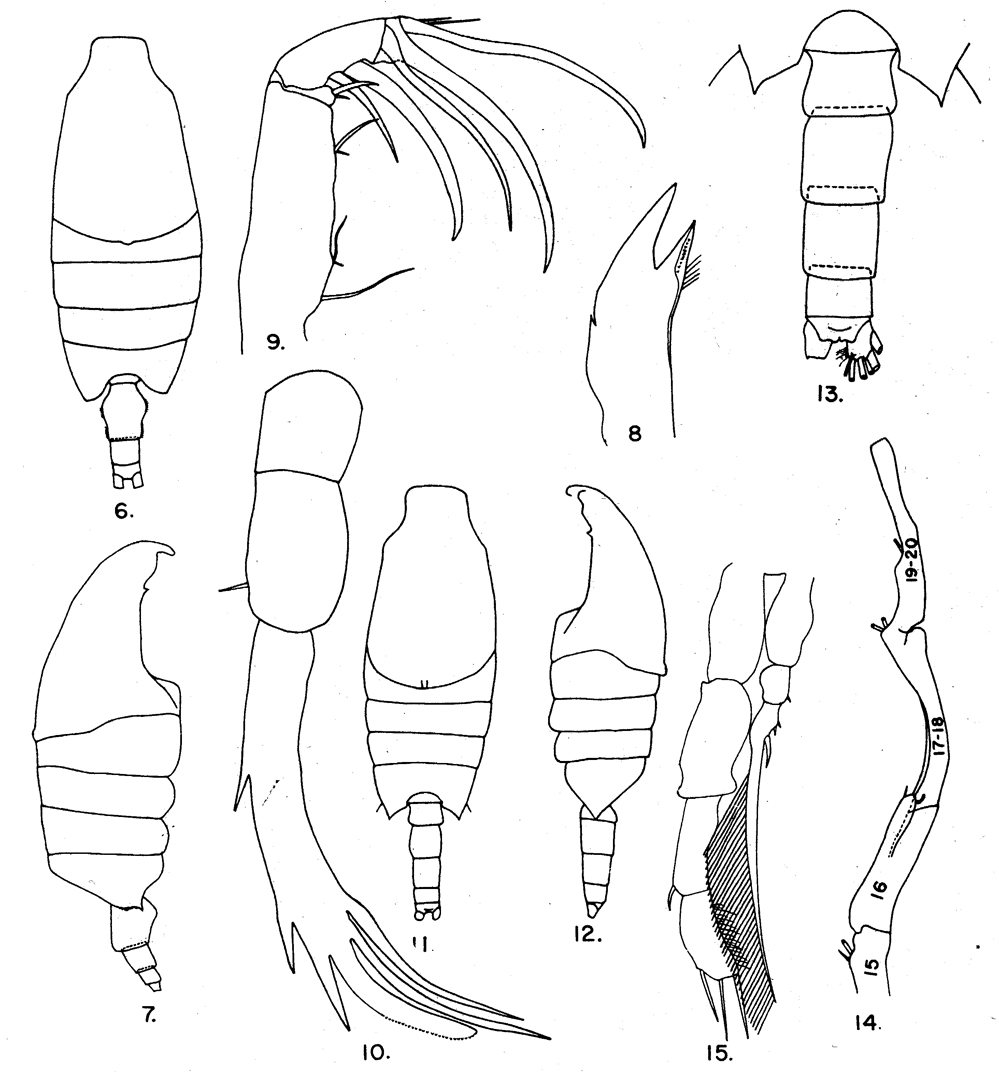 Species Candacia truncata - Plate 8 of morphological figures